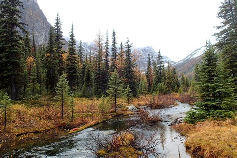 Alpine Forests At First Snow End Of Autumn In The Canadian Rockies