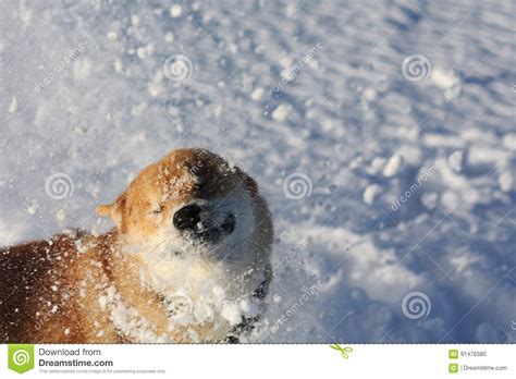 Shiba Inu Dog Playing In The Snow Stock Photo Image Of Small