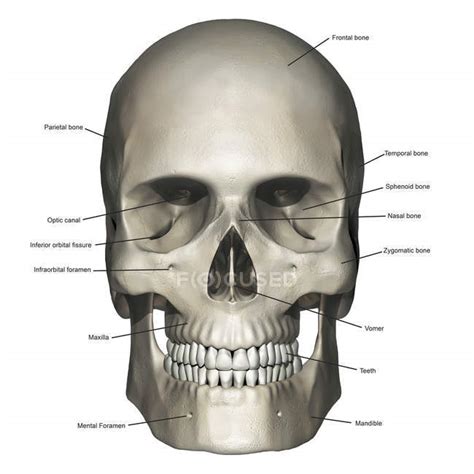 Skull Anterior View