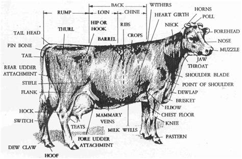 Dairy Cow Anatomy Parts Large Animal Vet Parts Of A Cow Animal