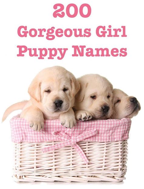 200 Girl Puppy Names Puppy Names Female Dog Names