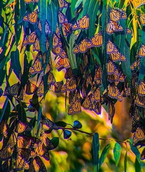 Did You Know There Is A Monarch Butterfly Grove In Pismo Beach