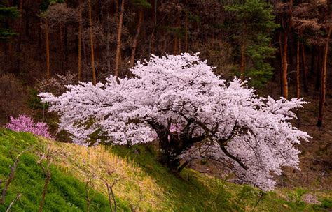 Searching For The Perfect Cherry Blossom Blain Harasymiw Photography