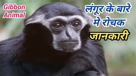 Gibbon Monkey Langoor Ke Bare Main Hindi Main Rochak Jankari