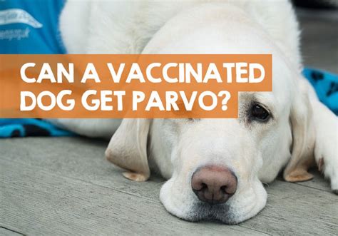 If the cat doesn't go outside, no further vaccination is needed unless they are at higher risk. Can a Vaccinated Dog Get Parvo? (What I Learned)