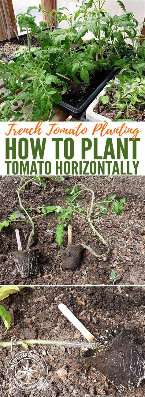 Trench Tomato Planting How To Plant Tomato Horizontally — Anyone Who