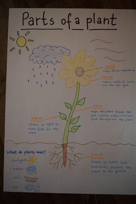 Parts Of A Plant Anchor Chart For Kids Teaching Methods Teaching