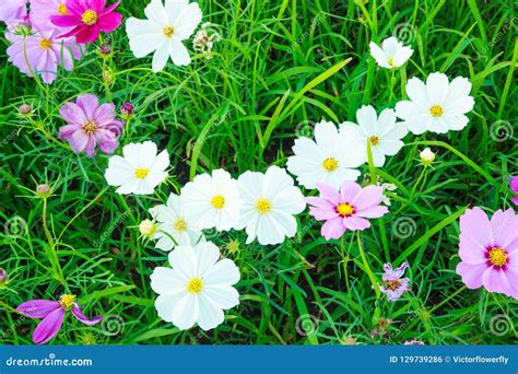 De Mooie En Kleurrijke Natuurlijke Bloemen Van De De Zomerkosmos Op De