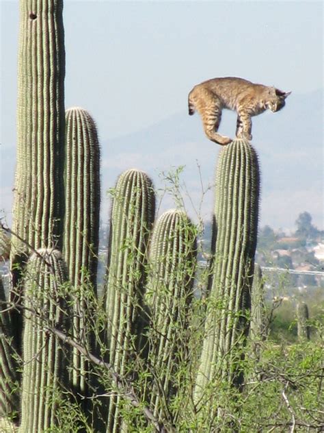 Curious Cat Animals Wild Animals Beautiful Wild Cats