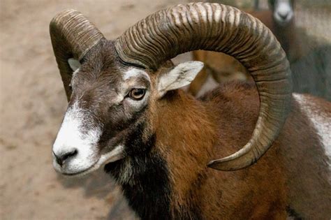 Premium Photo Mouflon With Large Horns In The Zoo Close Up