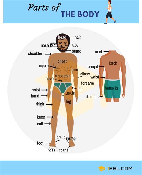 Human Body Parts Diagram With Names Body Parts Diagram Man Human
