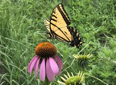 Swallowtail Butterflies Sierra County Citizen