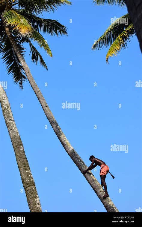 Toddy Tapping Coconut Tree Varkala Kerala India Stock Photo Alamy