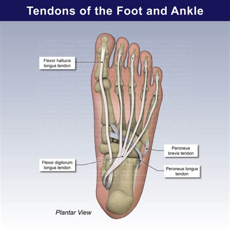 Tendons In The Foot Foot Anatomy Ankle Anatomy Leg Muscles Anatomy My Xxx Hot Girl