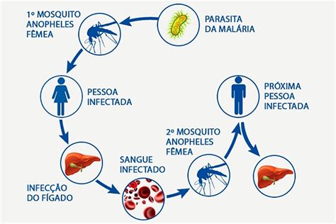 Malária O Que é Causa Transmissão Ciclo Sintomas Tratamento