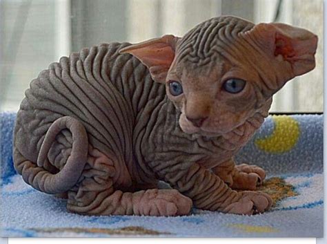 Sphynx Kitten Omg All Those Wrinkles Animals Gatti Gatti