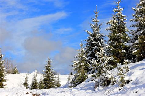 Snow Landscape Pine Trees Wallpapers Hd Desktop And Mobile Backgrounds