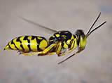Images of Sand Wasp