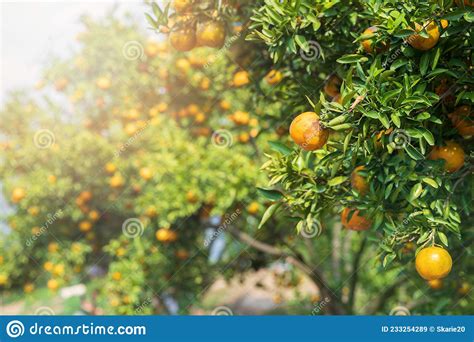 Ripe And Fresh Tangerine Oranges Hanging On Branch Orange Orchard