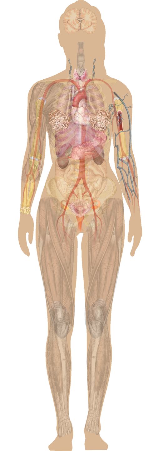 Ovary, fallopian tube, uterus, endometrium, cervix, vagina. Women Human Body : Woman Body With Interior Organs Superimposed Anatomy Image Stock Photo ...