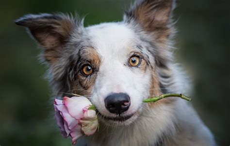 Dog With A Flower In Its Mouth