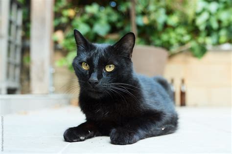Shiny Black Cat In Yard By Stocksy Contributor Guille Faingold