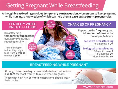 Does Breastfeeding Reduce The Risk Of Pregnancy Pregnancywalls
