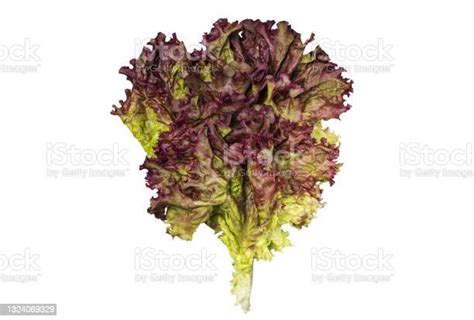 Branch With Red Lettuce Isolated On White Background Stock Photo