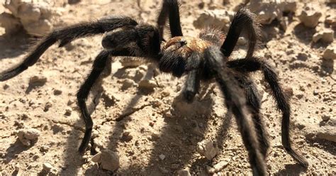 Yearly Tarantula Migration Has Started In Southeastern Colorado