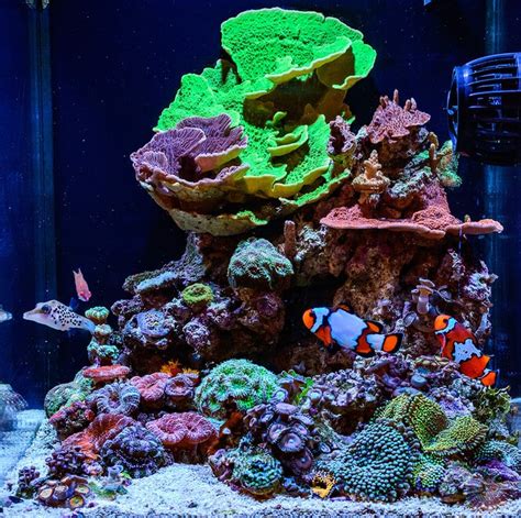 20 Small Saltwater Aquarium Fish For A Spectacular Nano Tank Aquanswers