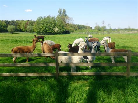 Free Images Landscape Grass Field Farm Meadow Prairie Spring