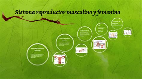 Diferencias Sistema Reproductor Masculino Y Femenino By Victoria Barrios