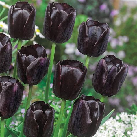 Queen Of Night Tulip Black Tulip Brecks