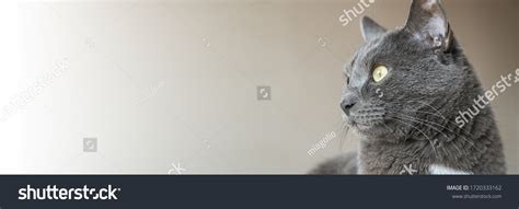 Portrait Adorable Grey Cat Yellow Eyes Stock Photo 1720333162