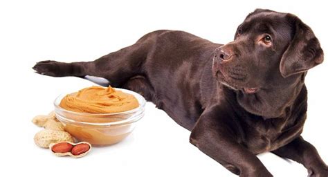Is Peanut Butter Okay For Puppies