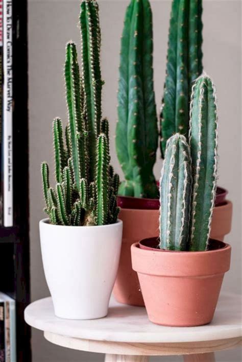 23 Gorgeous Indoor Cactus Plants Ideas To Beautify Your Home Decoredo