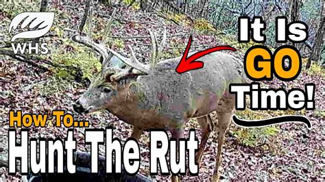 How To Hunt The Whitetail Rut Right Now Youtube