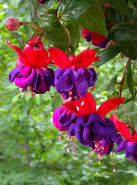 Selecting the best new plants is daunting even in one genus, especially salvia, which contains about 900 species of true sages worldwide. shade flowers zone 5 perennials - Google Search ...