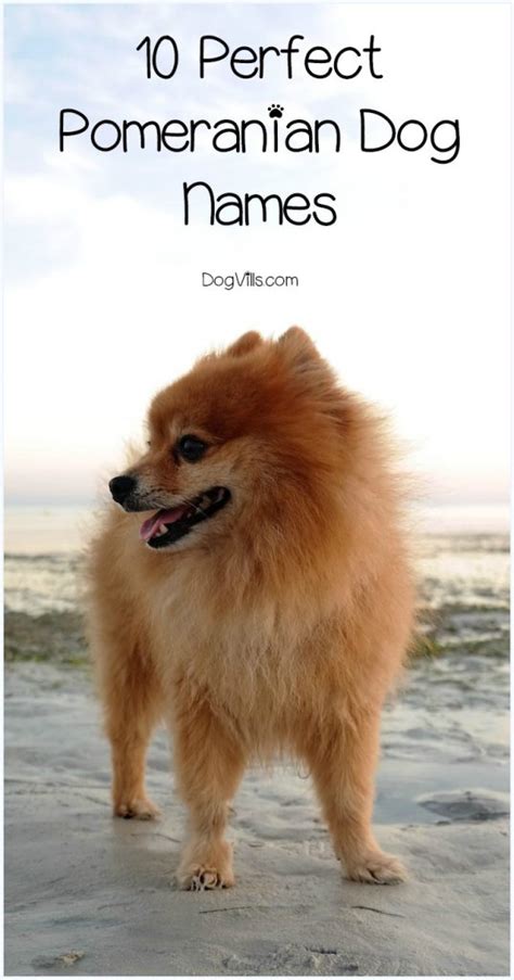 10 Perfect Pomeranian Dog Names Full Of Personality Dogvills