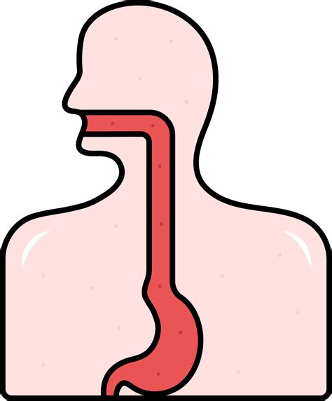 Red And Pink Illustration Of Esophagus Anatomy Flat Icon 25084257