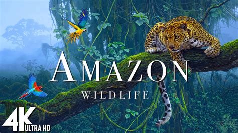 Amazon Wildlife In 4k Animals That Call The Jungle Home Amazon
