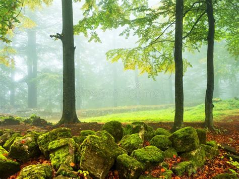 Mystic Foggy Forest Landscape Wallpaper Stock Photo Image Of