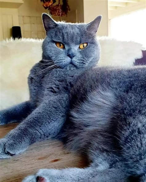 The Teddy Bear Of The Cat World Is Here Meet The Cute Blue British