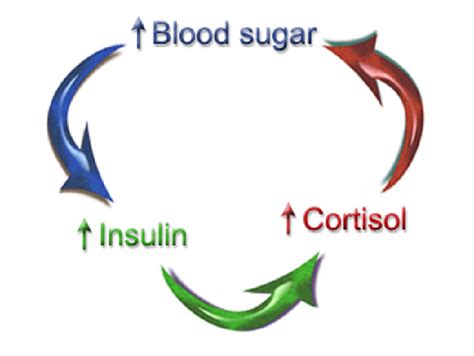 How Are Blood Sugar And Adrenal Function Interconnected Puckette Integrative Healthcare