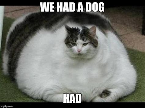 Fat Cat 2 Memes Imgflip