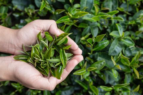 Green Tea Extract Can Inhibit Hiv Rebound
