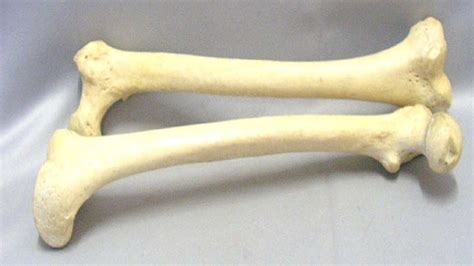 Karakteristik Tulang Pipa Definisi Hingga Struktur Dan Jenis Jenisnya