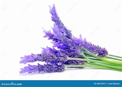 Lavender Stock Image Image Of Delicate Fragrance Aromatic 26812947