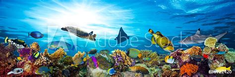 Underwater Sea Life Coral Reef Panorama With Many Fishes And Marine