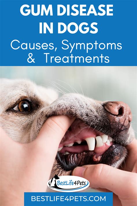 By the time a defect like. Causes, Symptoms and Treatments of Gum Disease In Dogs in ...
